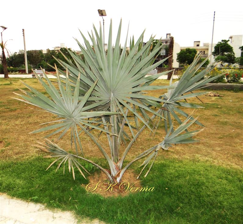  Plant (Young)-Trunk not yet developed